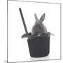 Rabbits 002-Andrea Mascitti-Mounted Photographic Print