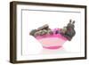 Rabbits 004-Andrea Mascitti-Framed Photographic Print