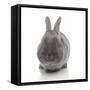 Rabbits 005-Andrea Mascitti-Framed Stretched Canvas