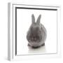 Rabbits 005-Andrea Mascitti-Framed Photographic Print