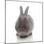 Rabbits 005-Andrea Mascitti-Mounted Photographic Print