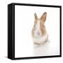 Rabbits 007-Andrea Mascitti-Framed Stretched Canvas