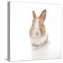 Rabbits 007-Andrea Mascitti-Stretched Canvas