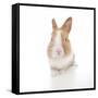 Rabbits 007-Andrea Mascitti-Framed Stretched Canvas