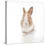 Rabbits 007-Andrea Mascitti-Stretched Canvas