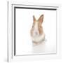 Rabbits 007-Andrea Mascitti-Framed Photographic Print