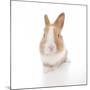 Rabbits 007-Andrea Mascitti-Mounted Photographic Print