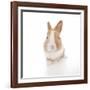 Rabbits 007-Andrea Mascitti-Framed Photographic Print