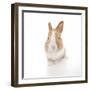 Rabbits 007-Andrea Mascitti-Framed Photographic Print