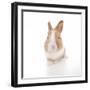 Rabbits 007-Andrea Mascitti-Framed Photographic Print