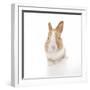 Rabbits 007-Andrea Mascitti-Framed Photographic Print