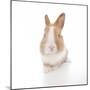 Rabbits 007-Andrea Mascitti-Mounted Photographic Print