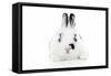 Rabbits 012-Andrea Mascitti-Framed Stretched Canvas