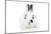 Rabbits 012-Andrea Mascitti-Mounted Photographic Print