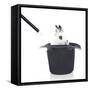 Rabbits 013-Andrea Mascitti-Framed Stretched Canvas