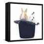 Rabbits 014-Andrea Mascitti-Framed Stretched Canvas