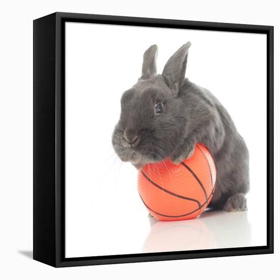 Rabbits 015-Andrea Mascitti-Framed Stretched Canvas