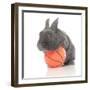 Rabbits 015-Andrea Mascitti-Framed Photographic Print