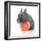 Rabbits 015-Andrea Mascitti-Framed Photographic Print