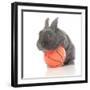 Rabbits 015-Andrea Mascitti-Framed Photographic Print