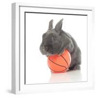 Rabbits 015-Andrea Mascitti-Framed Photographic Print