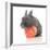 Rabbits 015-Andrea Mascitti-Framed Photographic Print