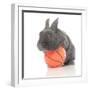 Rabbits 015-Andrea Mascitti-Framed Photographic Print