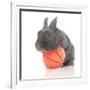 Rabbits 015-Andrea Mascitti-Framed Photographic Print