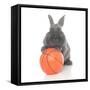 Rabbits 016-Andrea Mascitti-Framed Stretched Canvas