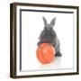 Rabbits 016-Andrea Mascitti-Framed Photographic Print