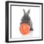 Rabbits 016-Andrea Mascitti-Framed Photographic Print