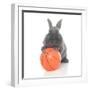 Rabbits 016-Andrea Mascitti-Framed Photographic Print