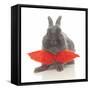 Rabbits 017-Andrea Mascitti-Framed Stretched Canvas