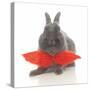 Rabbits 017-Andrea Mascitti-Stretched Canvas