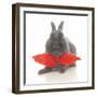 Rabbits 017-Andrea Mascitti-Framed Photographic Print