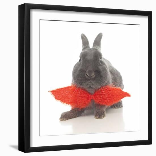 Rabbits 017-Andrea Mascitti-Framed Photographic Print