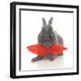 Rabbits 017-Andrea Mascitti-Framed Photographic Print