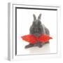 Rabbits 017-Andrea Mascitti-Framed Photographic Print