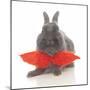 Rabbits 017-Andrea Mascitti-Mounted Photographic Print