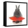 Rabbits 018-Andrea Mascitti-Framed Stretched Canvas