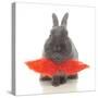 Rabbits 018-Andrea Mascitti-Stretched Canvas