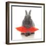 Rabbits 018-Andrea Mascitti-Framed Photographic Print