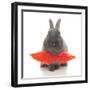 Rabbits 018-Andrea Mascitti-Framed Photographic Print