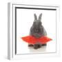 Rabbits 018-Andrea Mascitti-Framed Photographic Print