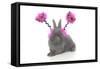 Rabbits 020-Andrea Mascitti-Framed Stretched Canvas