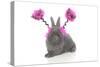 Rabbits 020-Andrea Mascitti-Stretched Canvas