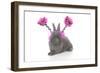 Rabbits 020-Andrea Mascitti-Framed Photographic Print