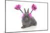 Rabbits 020-Andrea Mascitti-Mounted Photographic Print