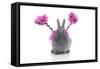 Rabbits 021-Andrea Mascitti-Framed Stretched Canvas