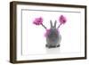 Rabbits 021-Andrea Mascitti-Framed Photographic Print